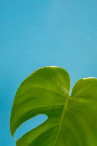 Low angle view of green leaves against blue sky