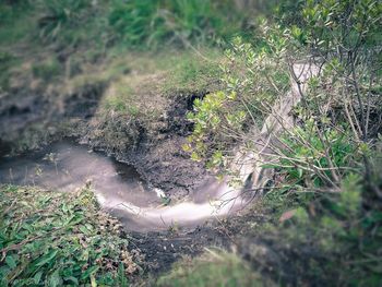 High angle view of plants growing in forest