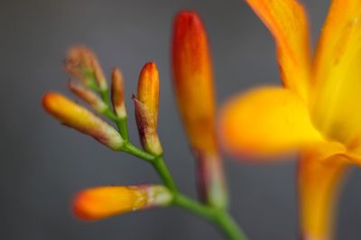 Close-up of yellow flower