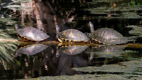 Ducks in a lake