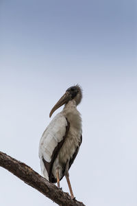 Gangly wood stork mycteria americana perches high in a pine tree above a swamp in naples, florida.