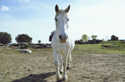 Horse standing in ranch