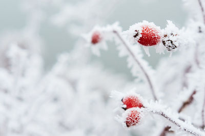 Close-up of red flower in snow