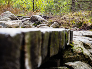 Moss covered rocks in forest