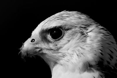 Close-up of a bird against black background