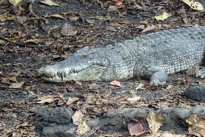 High angle view of crocodile on field