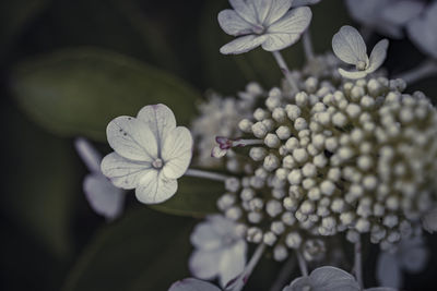 Close-up of white flowering plant