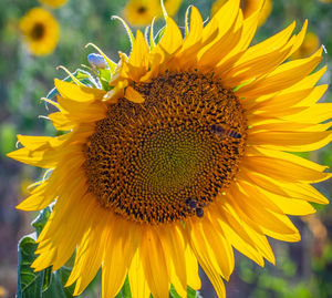 Close-up of sunflower