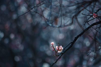 Close-up of cherry blossom on tree