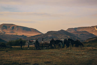 Horses in a field