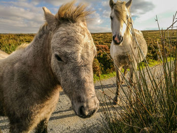 Close-up of donkeys against sky