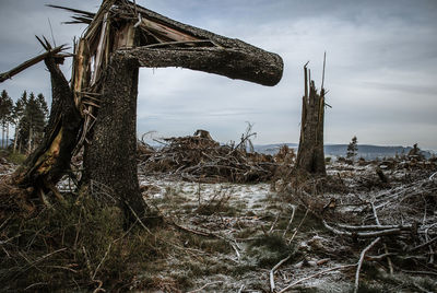 Old ruin of trees on field against sky