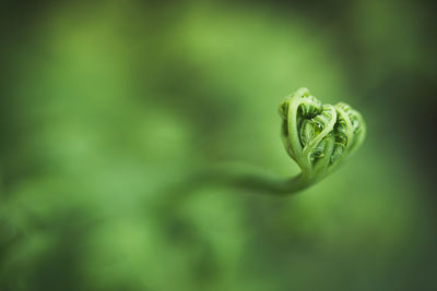 Close-up of green leaf