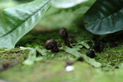 Close-up of leaves on field