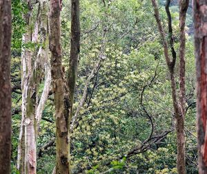 Full frame shot of trees in forest