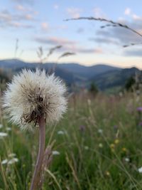 Close-up of dandelion flower on field