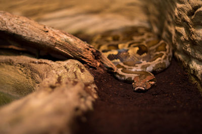 Close-up of lizard on land