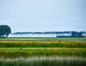 Farmland with meadows, trees and blue sky.