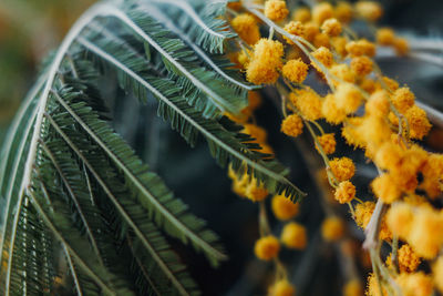 Close-up of yellow flowering plants