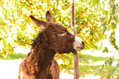 Close-up of giraffe against trees