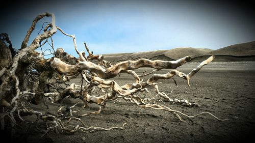 Dead tree against sky