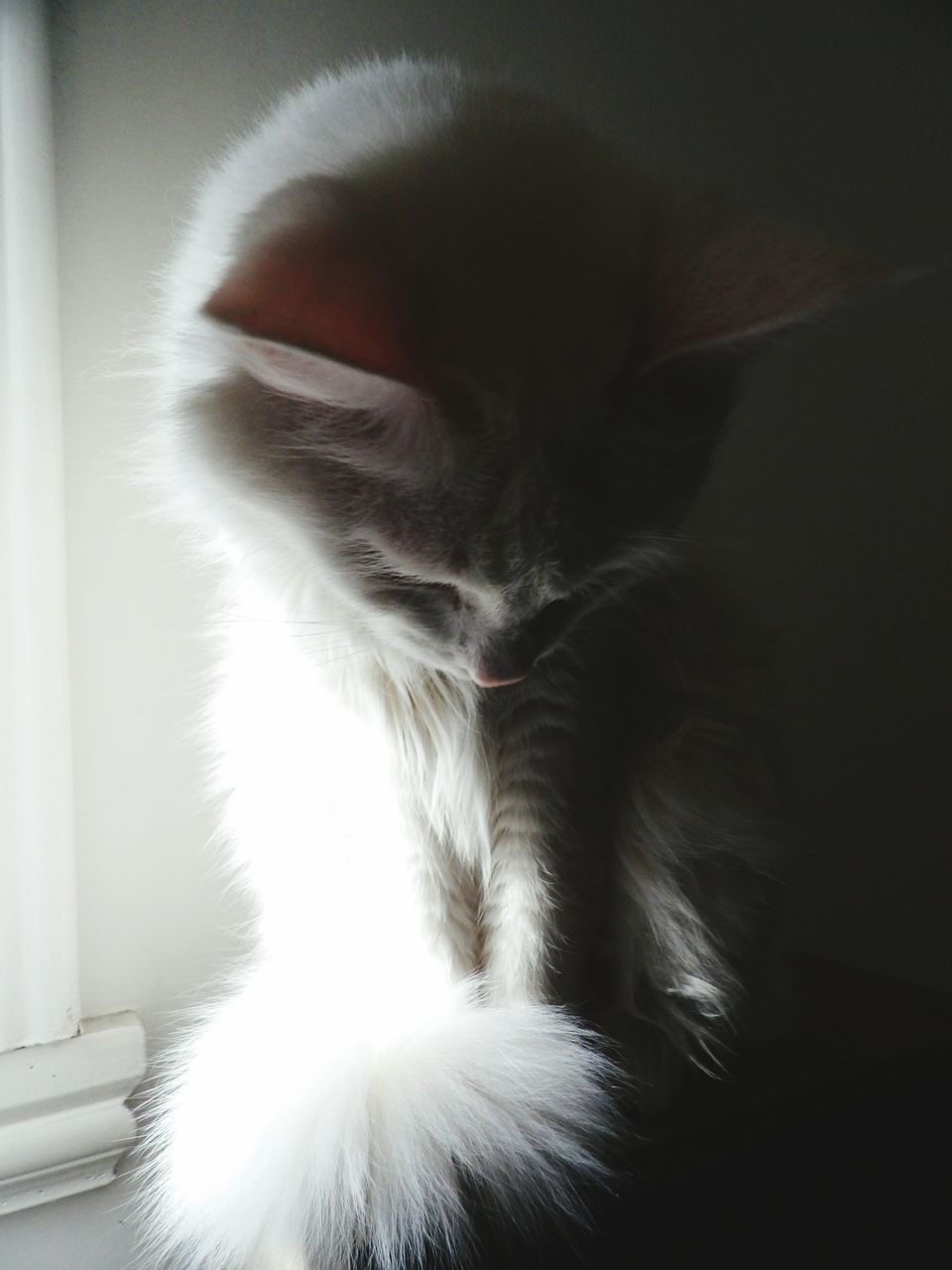 CLOSE-UP OF CAT SITTING OUTDOORS