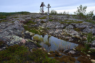 Plants growing on rock against sky