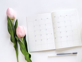 Close-up of white tulip on table