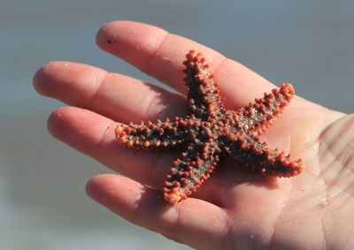 Cropped image of hand holding starfish