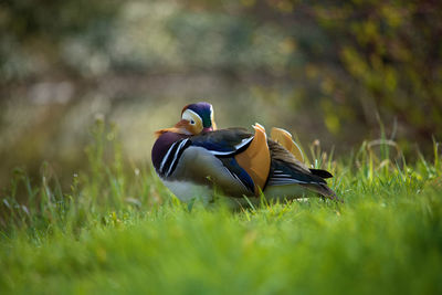 Surface level view of duck on grassy field