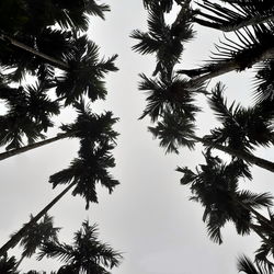 Foggy scenery rises from coconut, and betel trees, top view gray sky. 