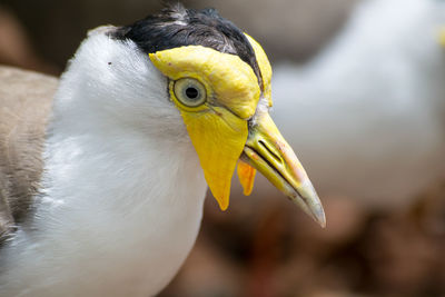 Close-up of yellow bird