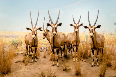 Portrait of horses in a field