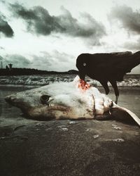 Close-up of cow in water against sky