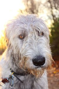 Close-up portrait of dog