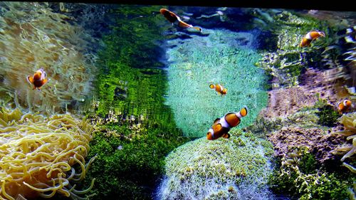 Clownfish swimming in aquarium