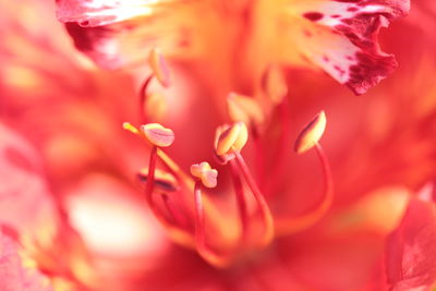 Close-up of water lily
