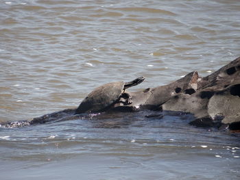 View of an animal in water