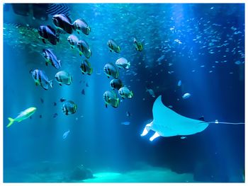 View of fish swimming in sea