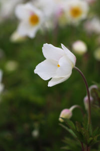 Close-up of white flower blooming outdoors