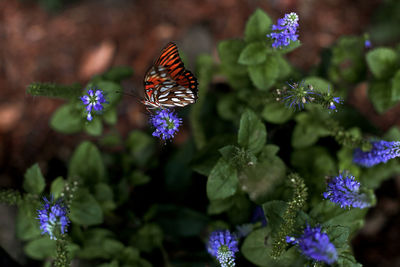 Close-up of butterfly pollinating on purple flower