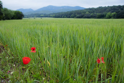 Close-up of poppies growing in field