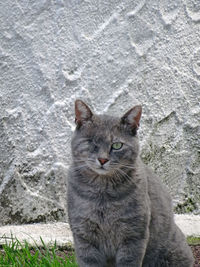 Portrait of tabby cat against wall