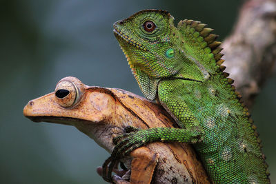 Close-up of frog and lizard on plant