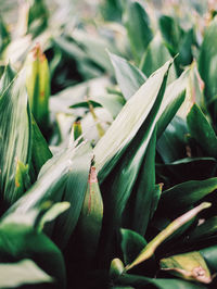 Close-up of flowering plant