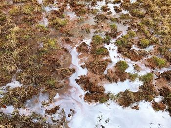 High angle view of frozen water