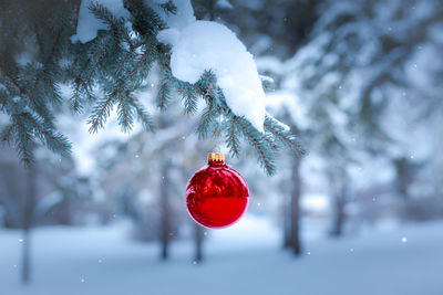 Close-up of christmas tree