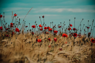 Red poppy flowers growing on field against sky