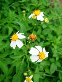 Close-up of fresh white daisy flowers