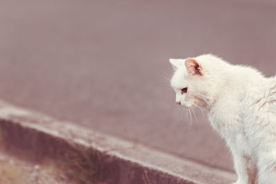 Close-up of a cat looking away